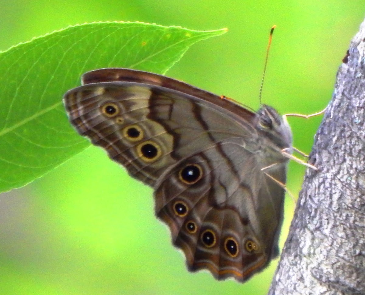 Northern Pearly Eye