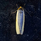 Yellow-Banded Footmen