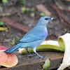 Sanhaçu-de-encontro-azul (Azure-shouldered Tanager)