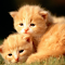 Item logo image for Baby Animals Wallpaper Tab Theme [Install]