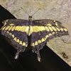 Eastern Giant Swallowtail