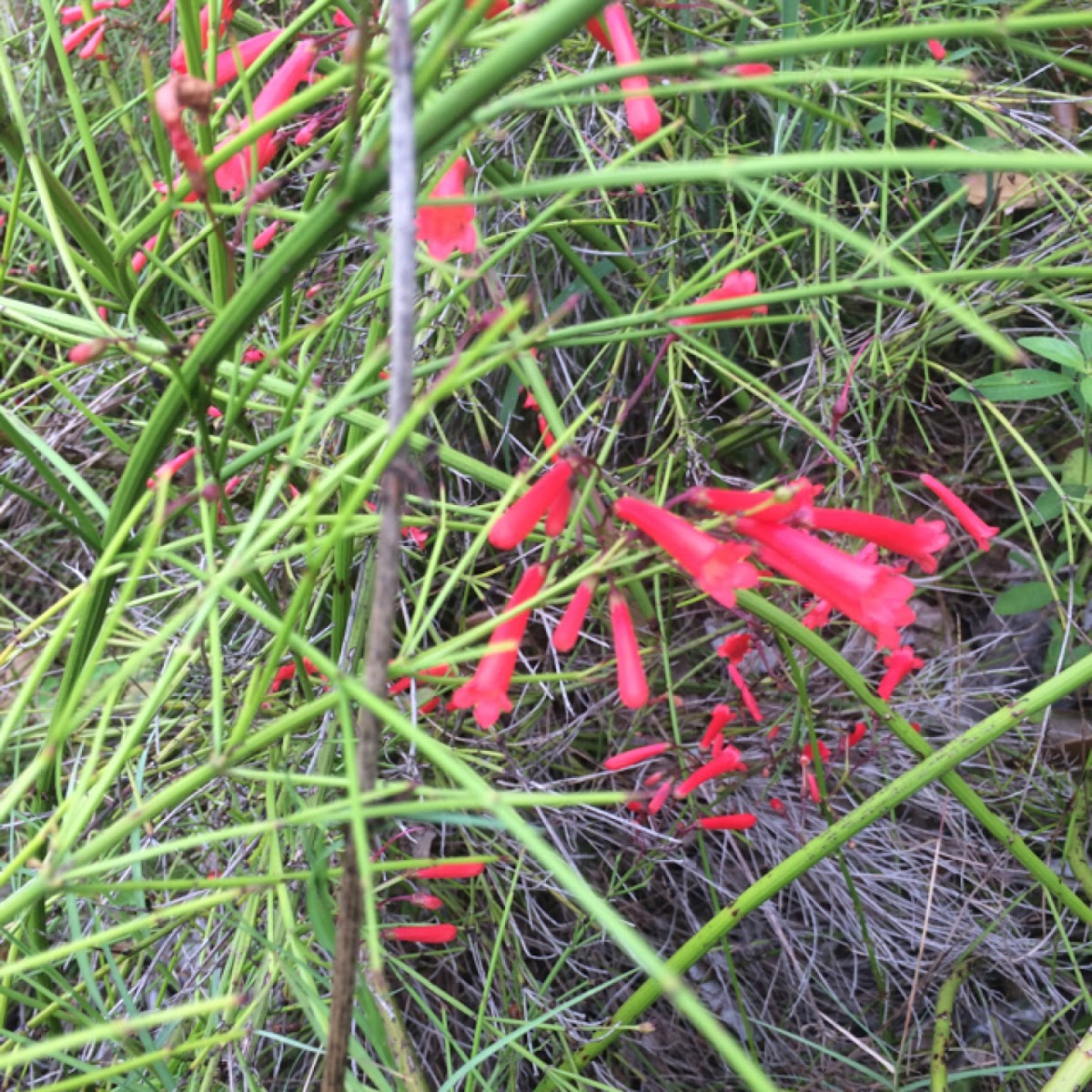 Firecracker Plant