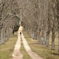 il viale alberato di 