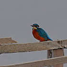 Common Kingfisher