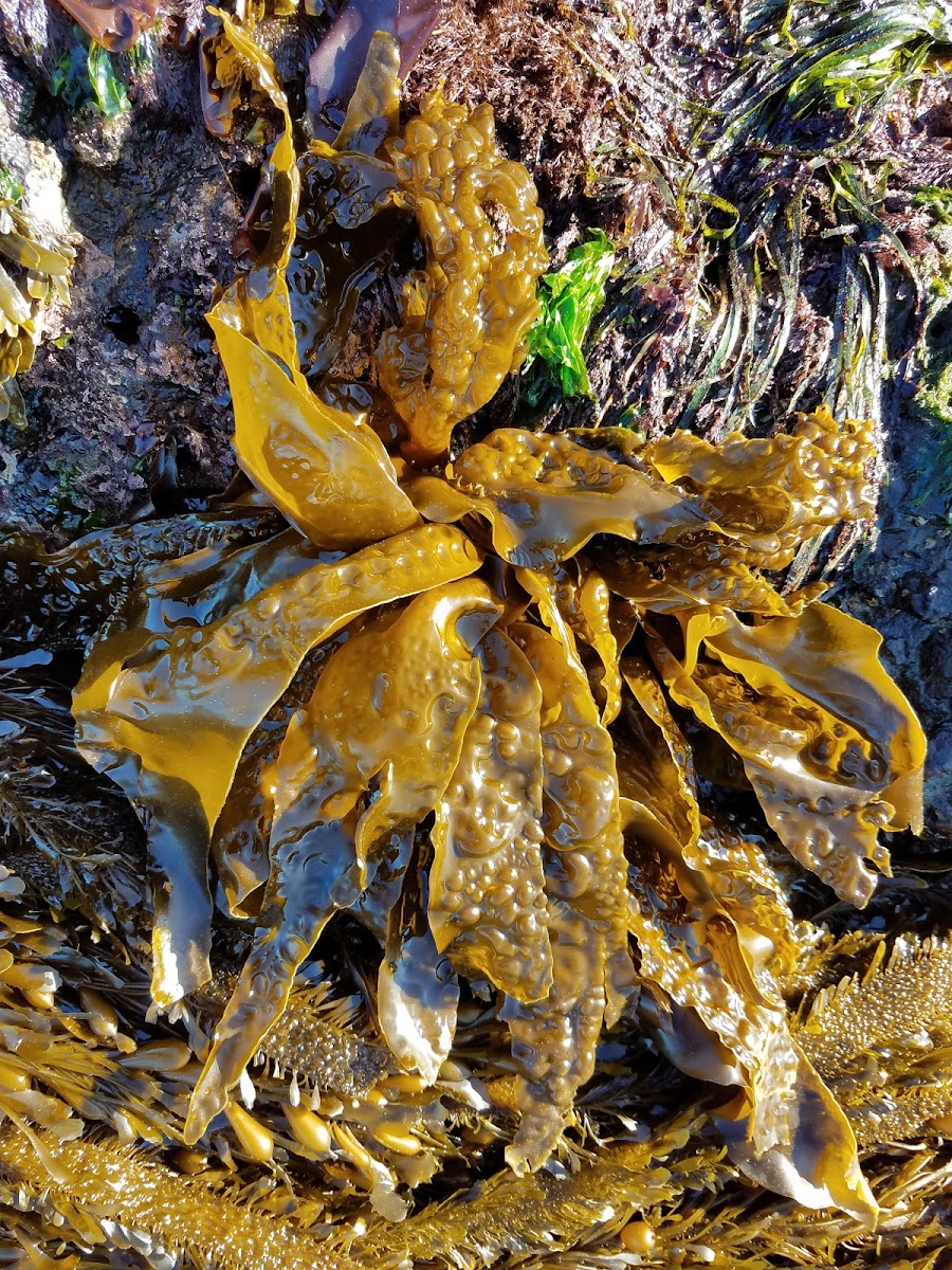 Sea Cabbage