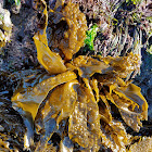 Sea Cabbage