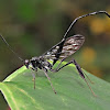 Pelecinid wasp