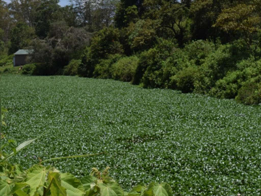 A section of River Chania that has been invaded by the dreaded hyacinth weed. locals have called on the government to intervene and control it to curb its further spread and ravaging of the region's only source of water.Photo/John Kamau