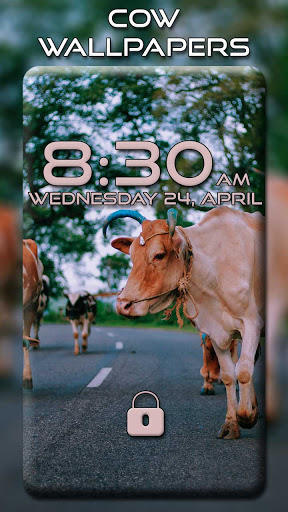 Screenshot Cow Wallpapers