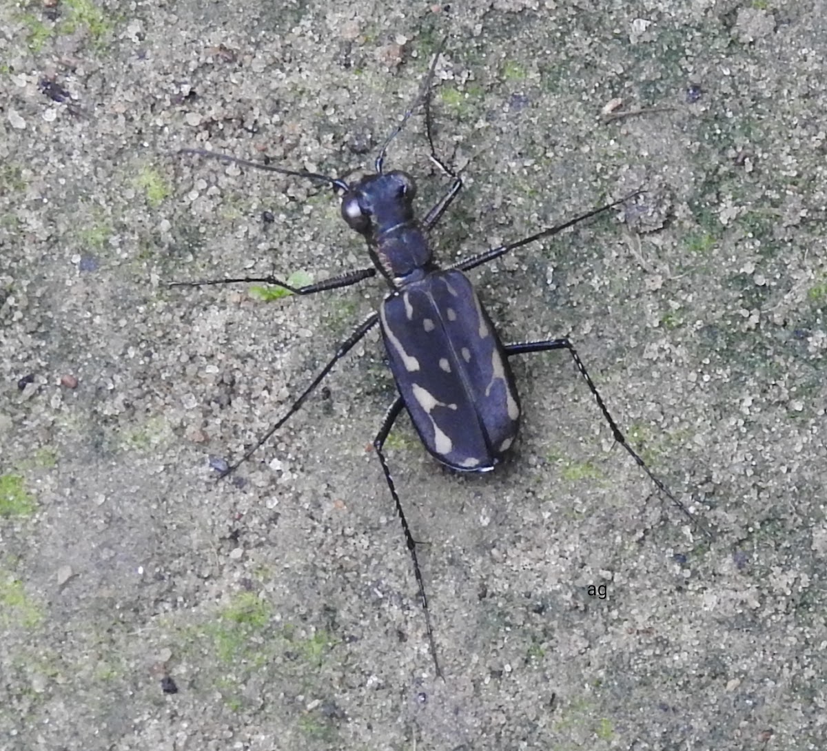 Tiger beetle