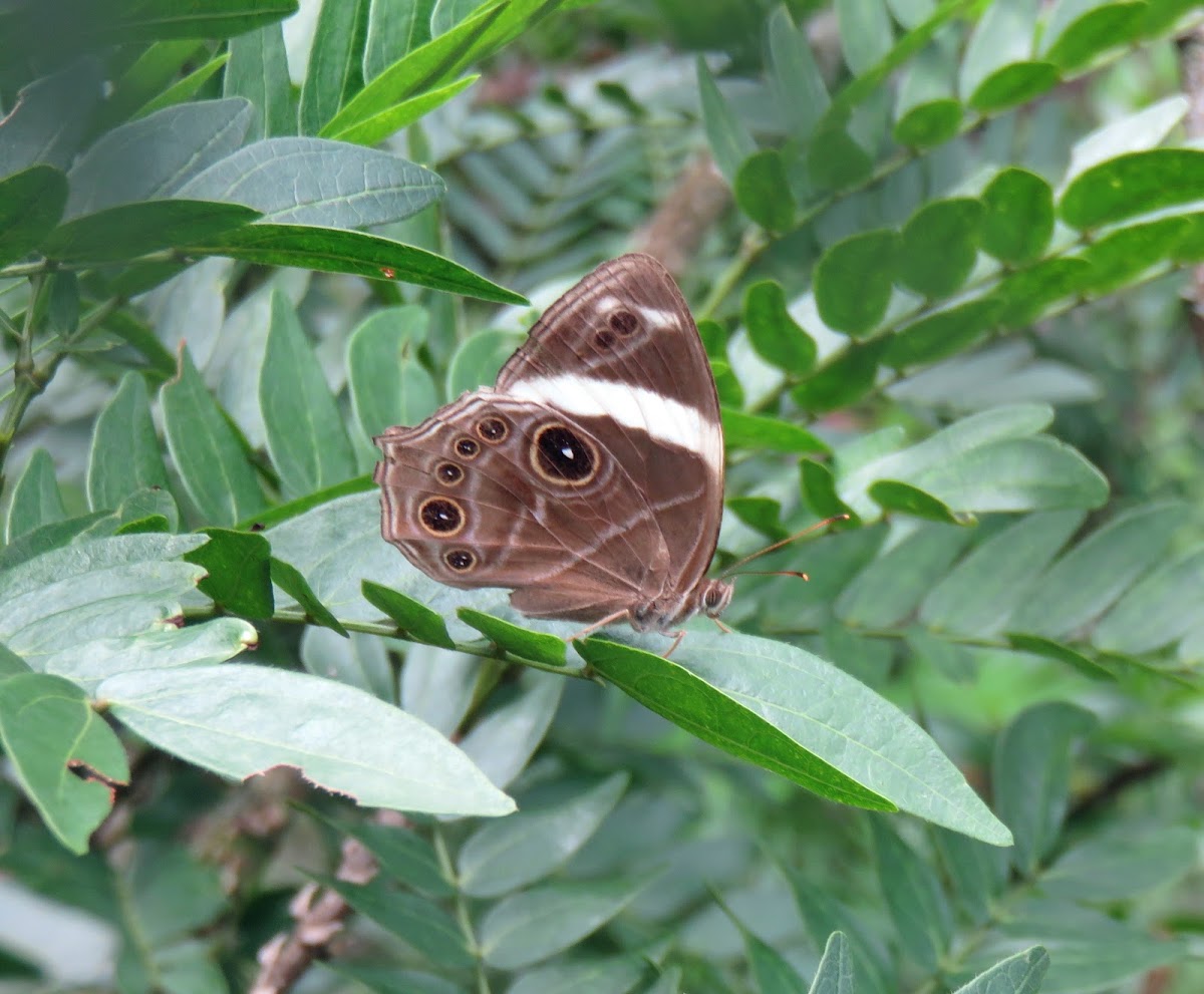 Banded Tree Brown