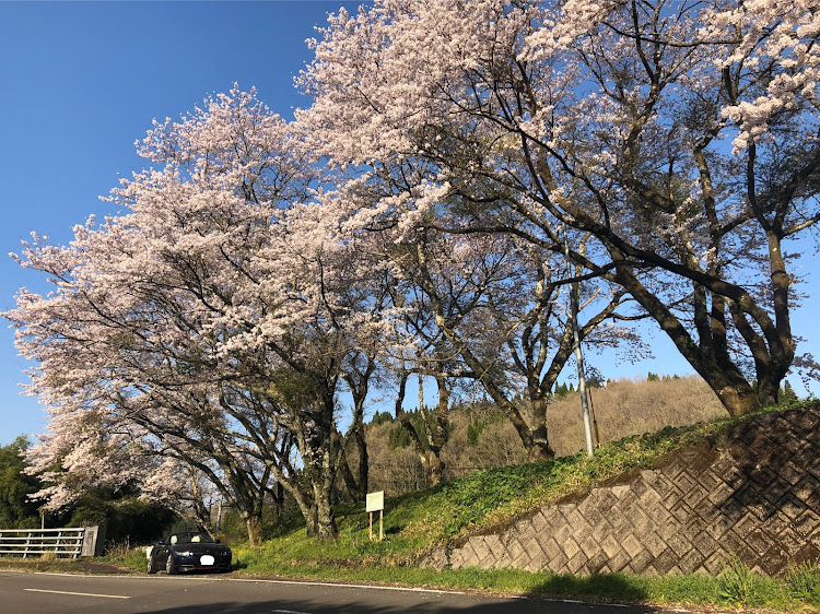 Z4 ロードスターの早朝ドライブ・桜🌸に関するカスタム事例の投稿画像3枚目
