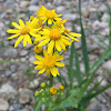 Butterweed