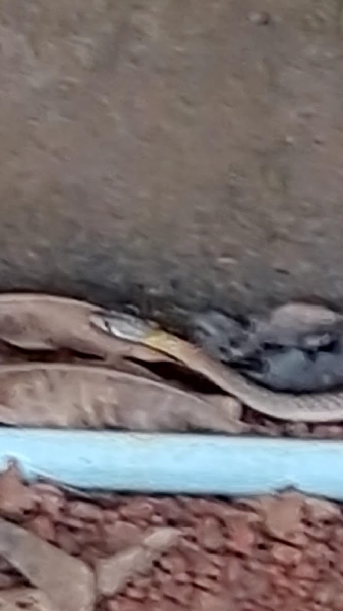 Red necked Keelback Snake