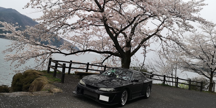 シルビアの桜とコラボ・シーケンシャル・ブラックイリュージョン・海津大崎の桜のトンネル🌸・高時川　桜並木🌸に関するカスタム事例の投稿画像6枚目