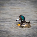 Pato Real - Chiloe Wigeon