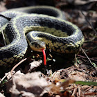 Eastern Garter Snake