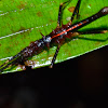 Stick Insect, Phasmid - Male