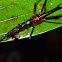 Stick Insect, Phasmid - Male