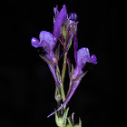 Pelisser's Toadflax