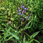 Blue Vervain