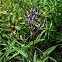 Blue Vervain