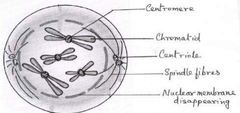 Solution Image