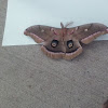 polyphemus moth