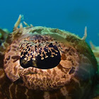 Crocodile Fish