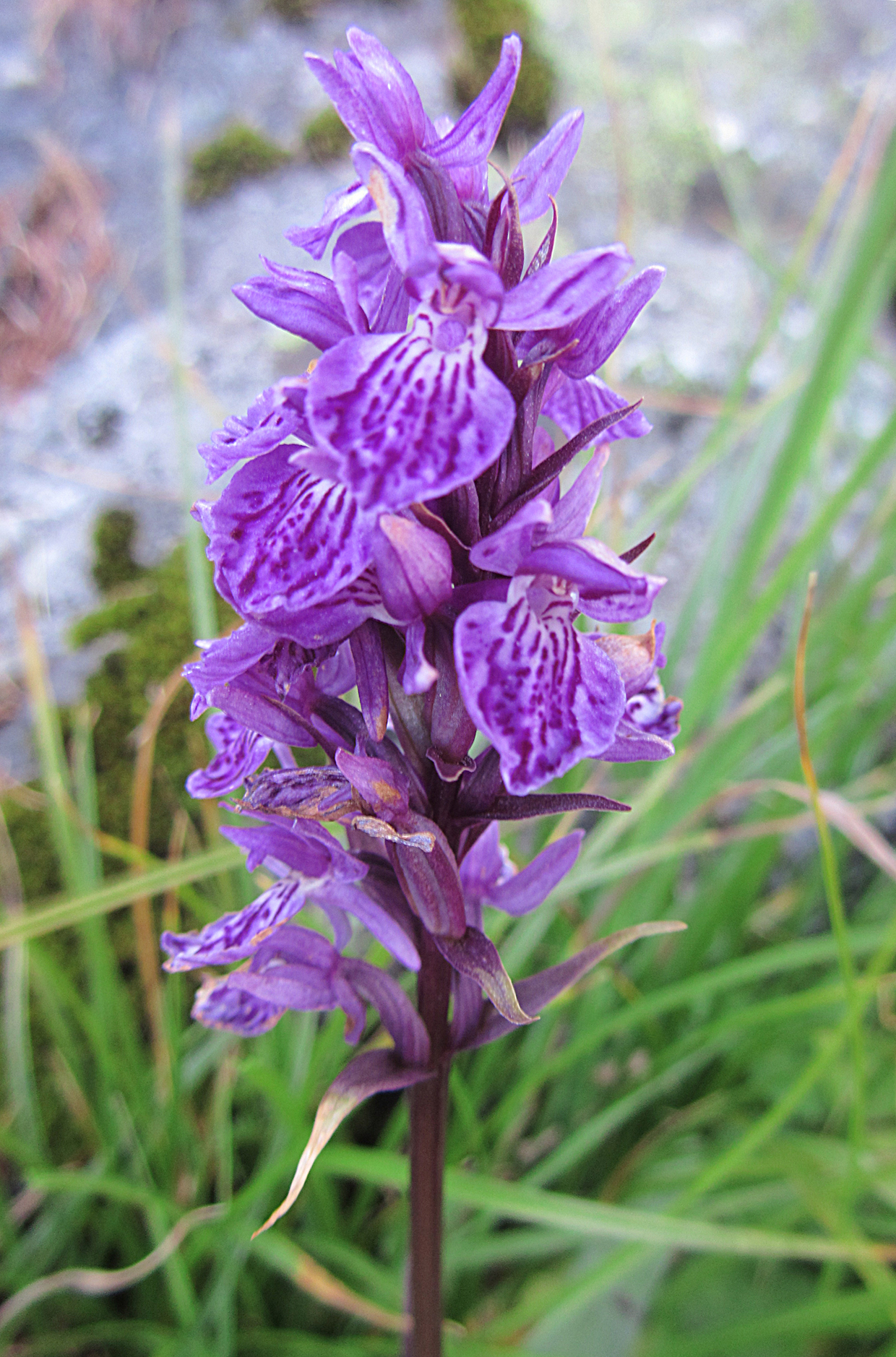 Campane (o Campanula?) di Lallabai