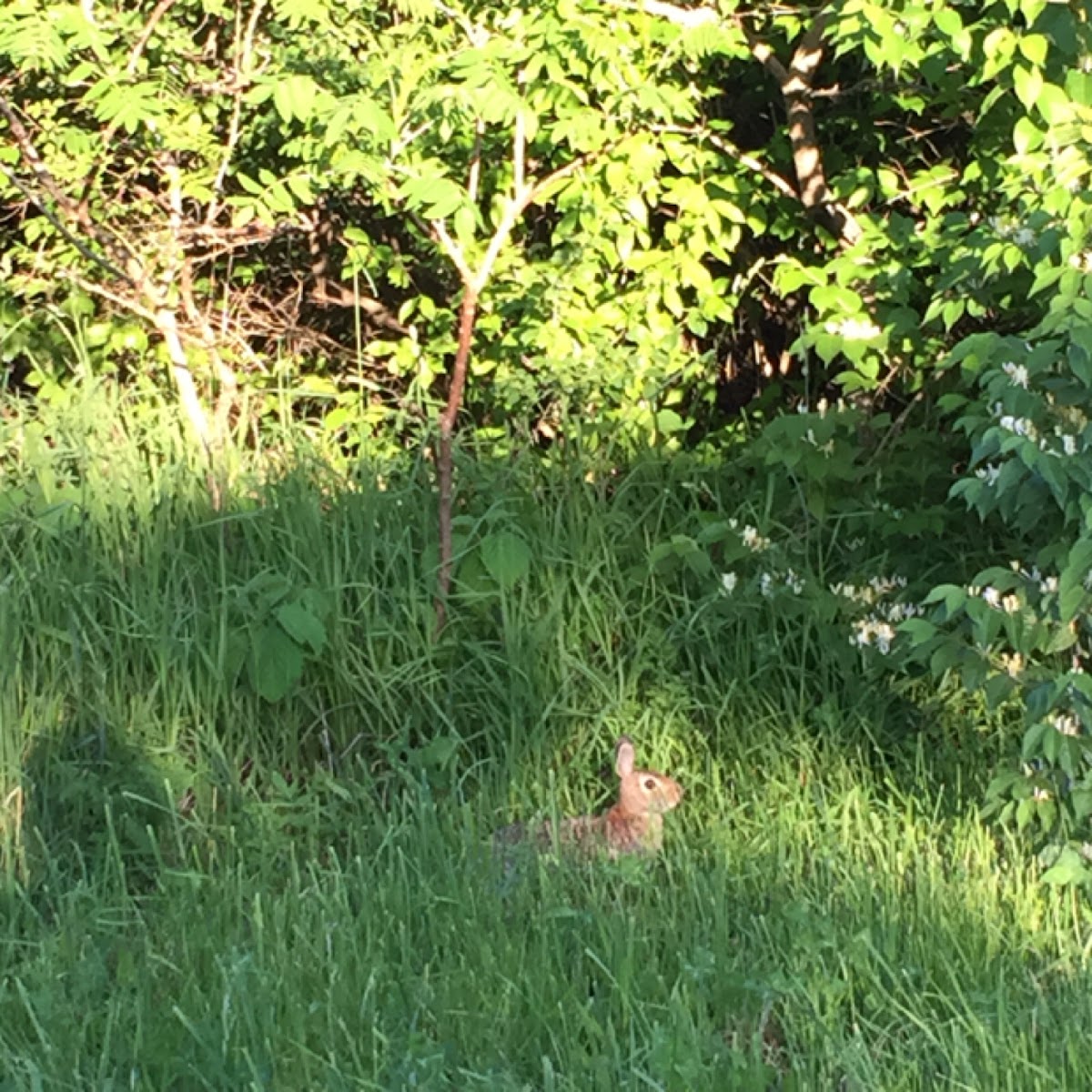 Eastern Cottontail Rabbit