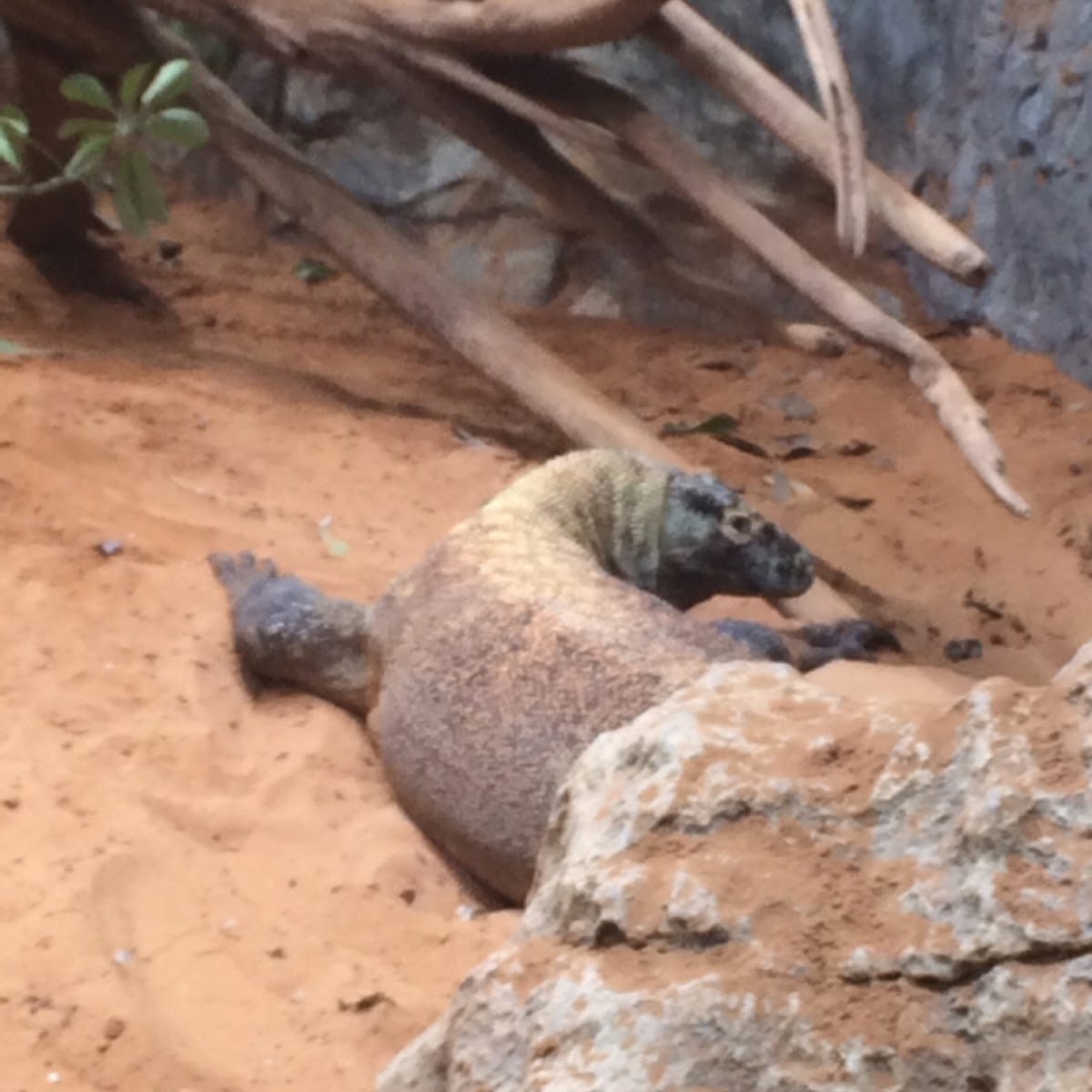 Comodo Dragon