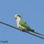 Monk Parakeet