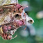 White-faced Brown Paper Wasp