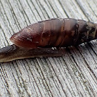 Plaited Door-Snail