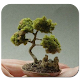 Download Bonsai Plant For PC Windows and Mac 2.1