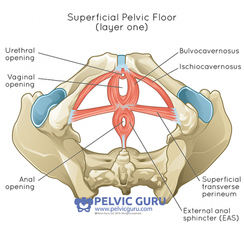 Core-Tex Sit for Pelvic Floor Therapy - Team Core-Tex