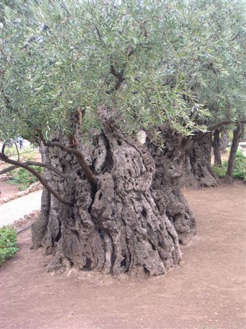 olivo di 2000 anni di brunin