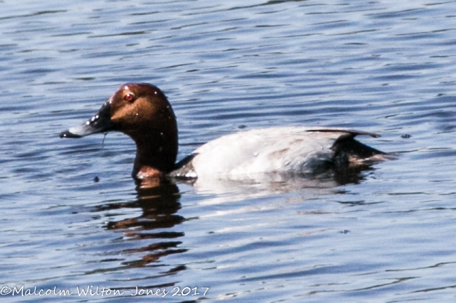 Pochard; Porrón Común