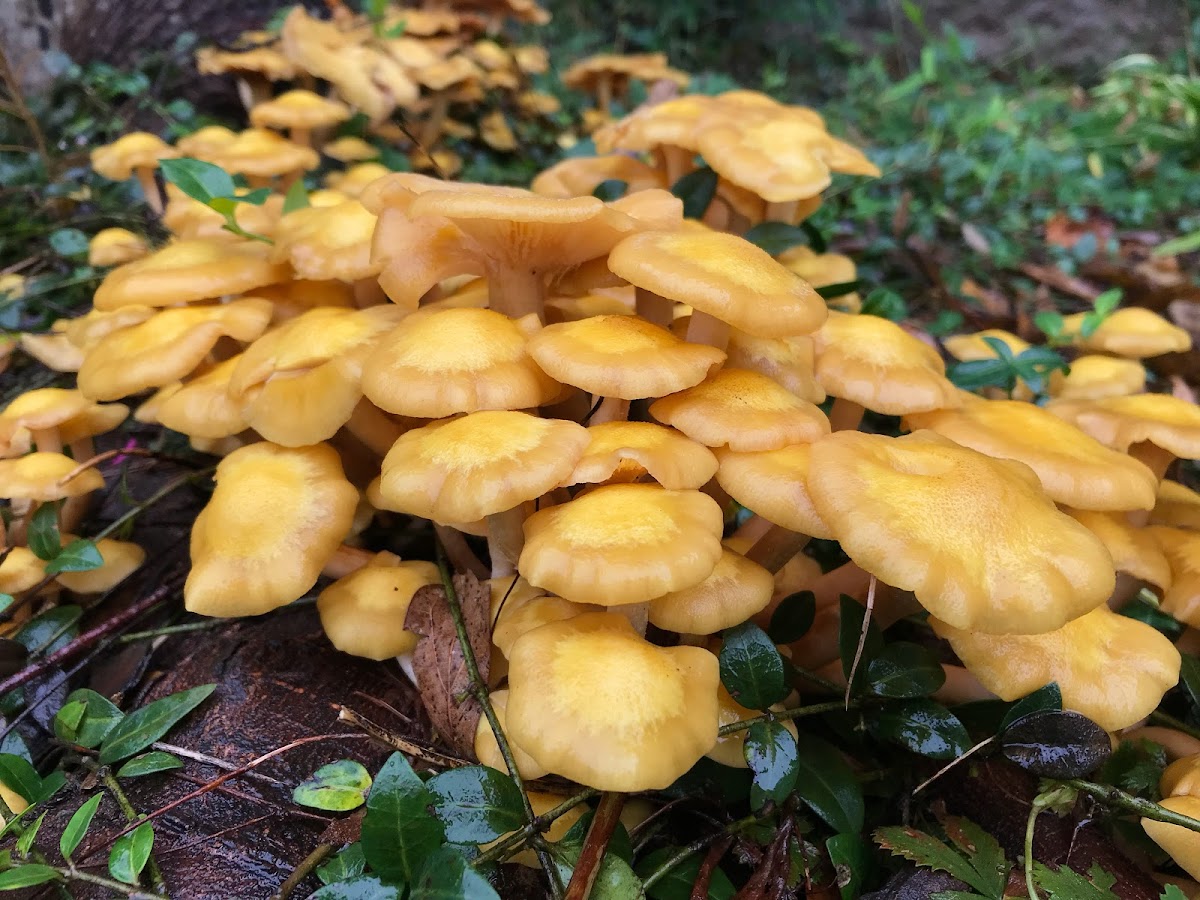 Ringless honey mushroom