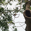 Tufted Titmouse