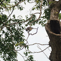 Tufted Titmouse