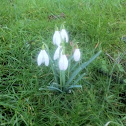 Snowdrop