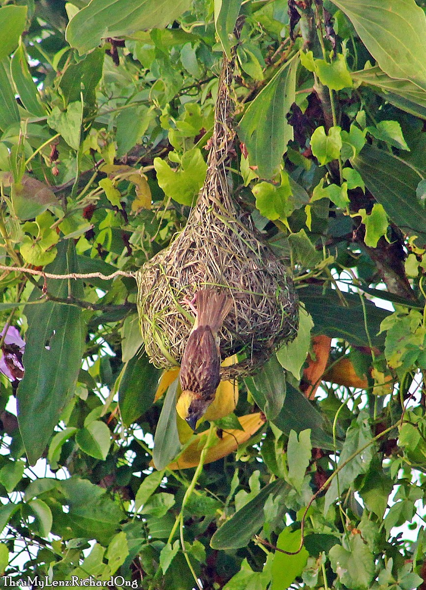 Baya Weaver