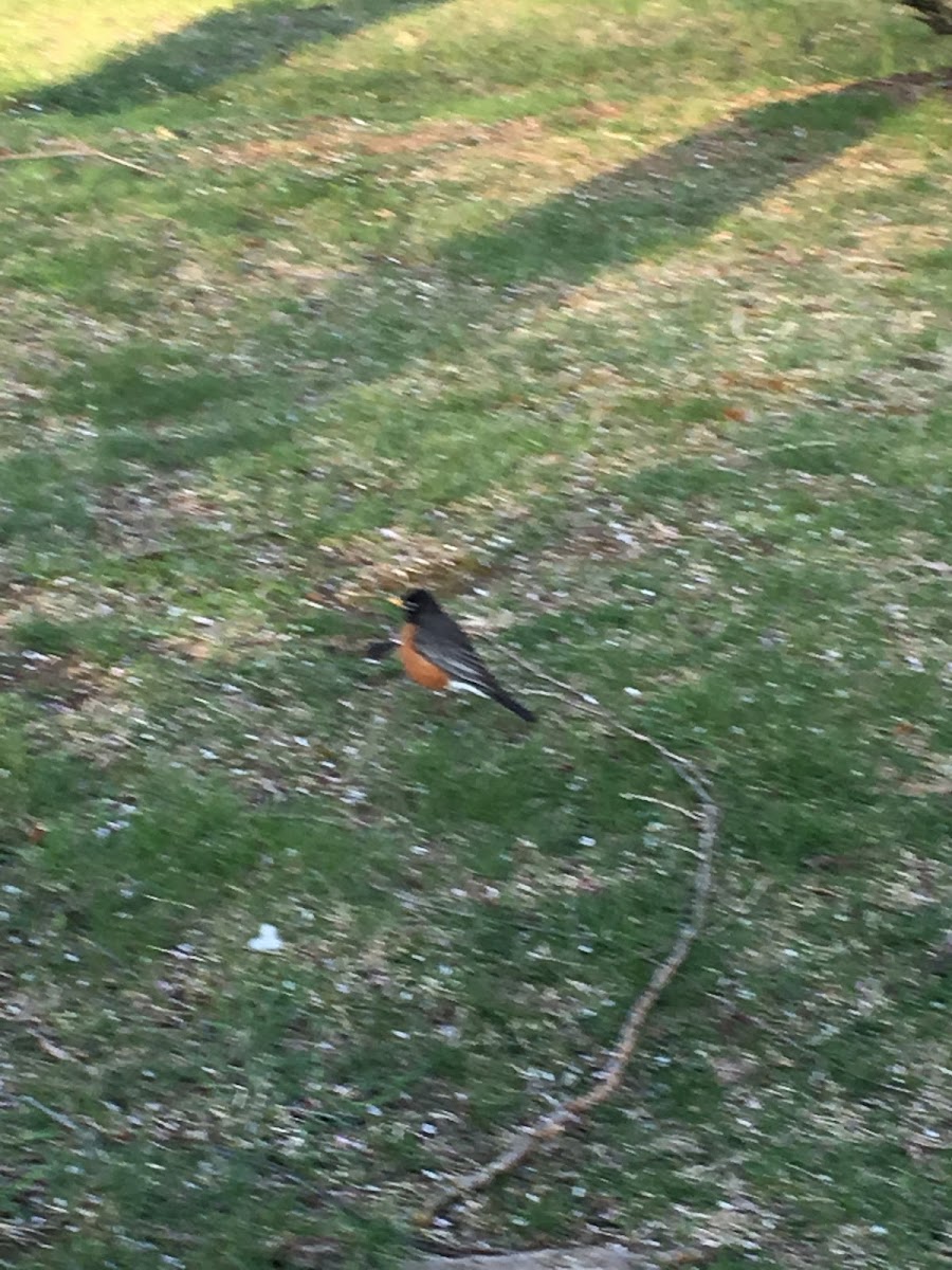 Baltimore Oriole