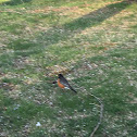 Baltimore Oriole