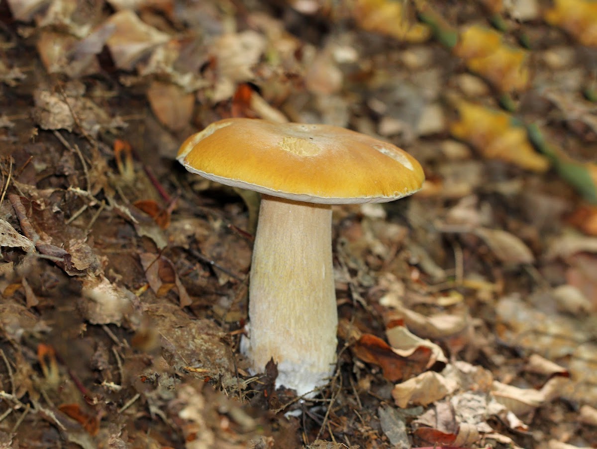 Chippewa Boletus