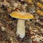 Chippewa Boletus