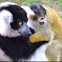 Black and white lemur and squirrel monkey