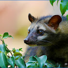 Asian Palm Civet